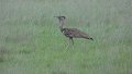 Riesentrappe Kory bustard